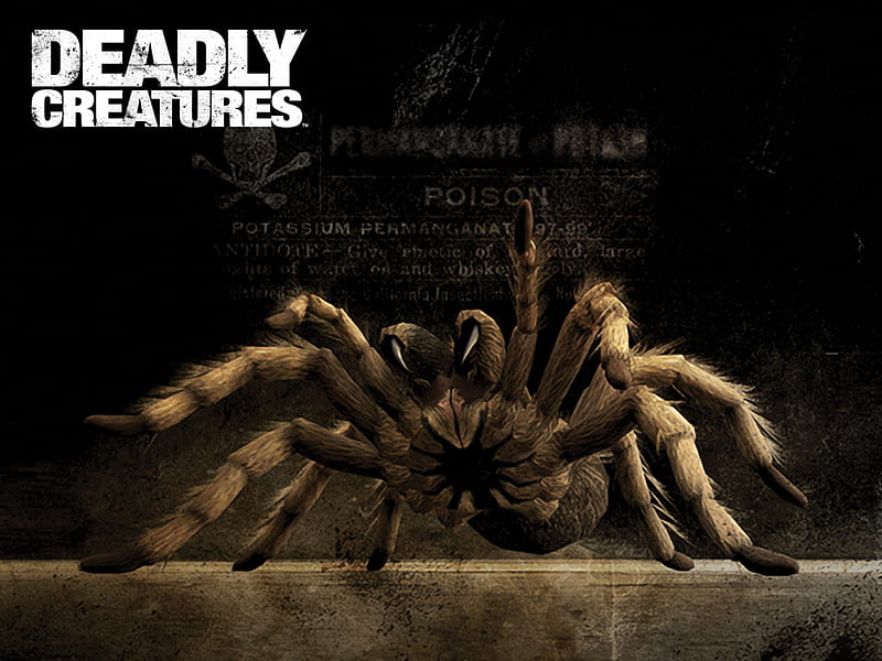 Deadly Creatures, game, creatures, spider, deadly, tarantula, HD wallpaper.