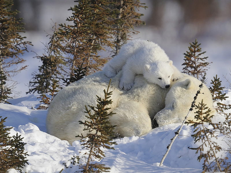 Warm mattress, pillow, arctic, sleep, bear, mother, winter, cub, wildlife, polar, HD wallpaper