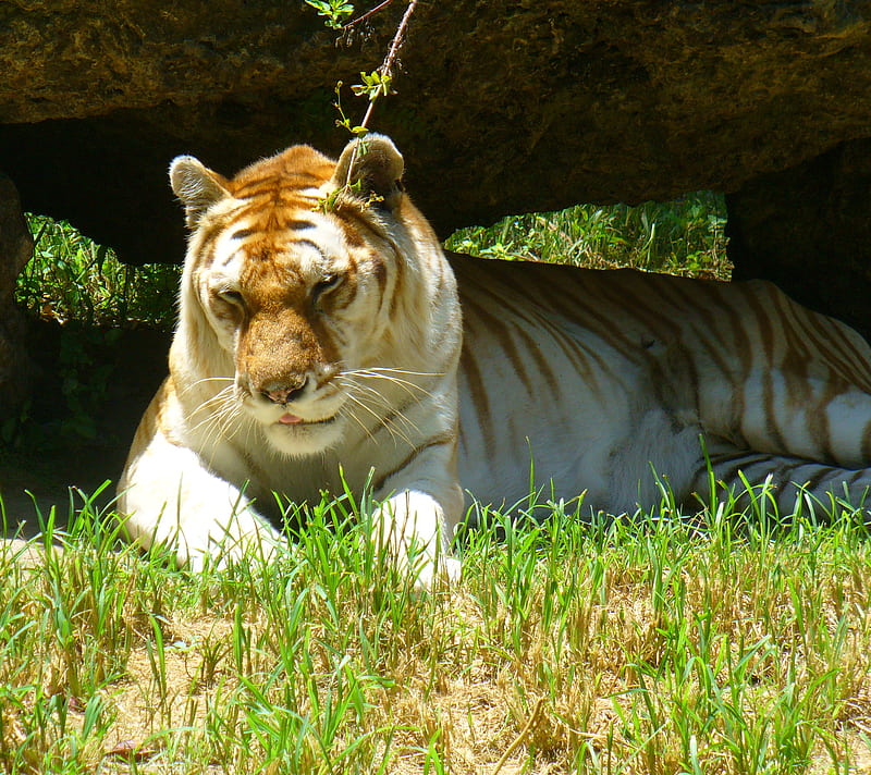 Golden Tiger, beauty, predator, wildlife, HD wallpaper