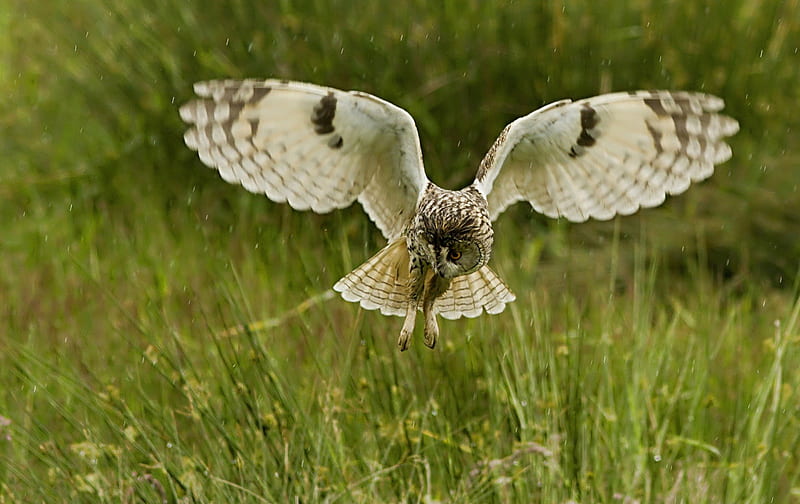 *** Owl in flight ***, buzzard, bird, birds, animals, animal, HD wallpaper