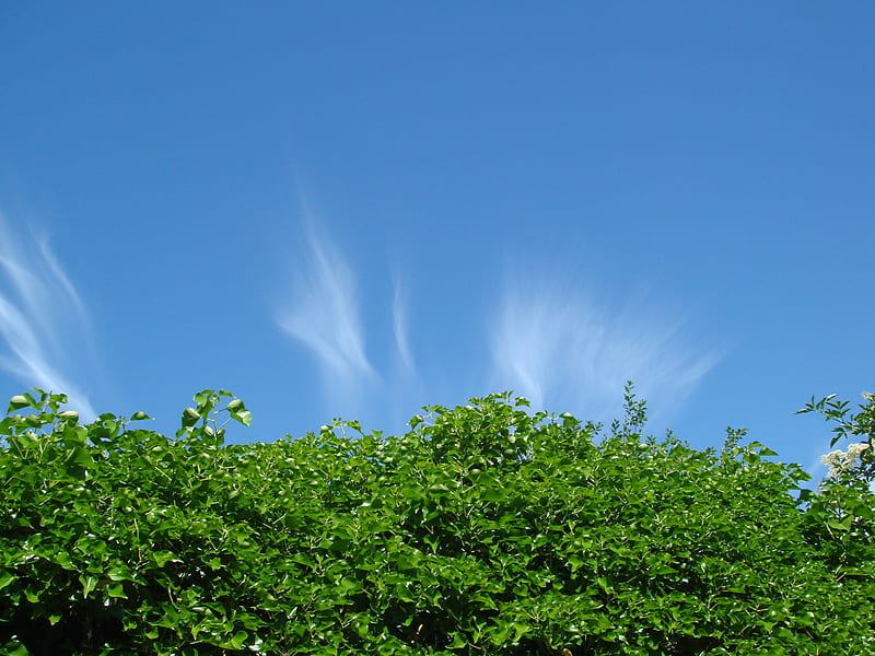 Mr. Blue Sky, cirrus, leaves, green, bright, sunshine, blue sky, beautiful day, ivy, HD wallpaper