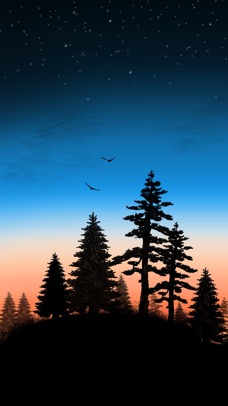 evening on a hill 2, birds, forest, sunset, trees, HD phone wallpaper