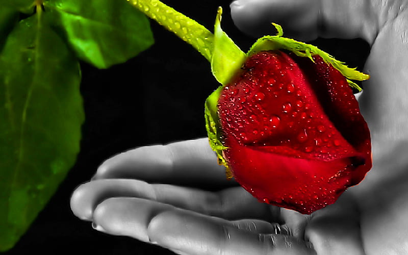 GIFT OF LOVE, red, wet, palm, gift, mist, leaf, red rose, accept, water drops, love, flower, rose bud, petals, receive, stem, HD wallpaper