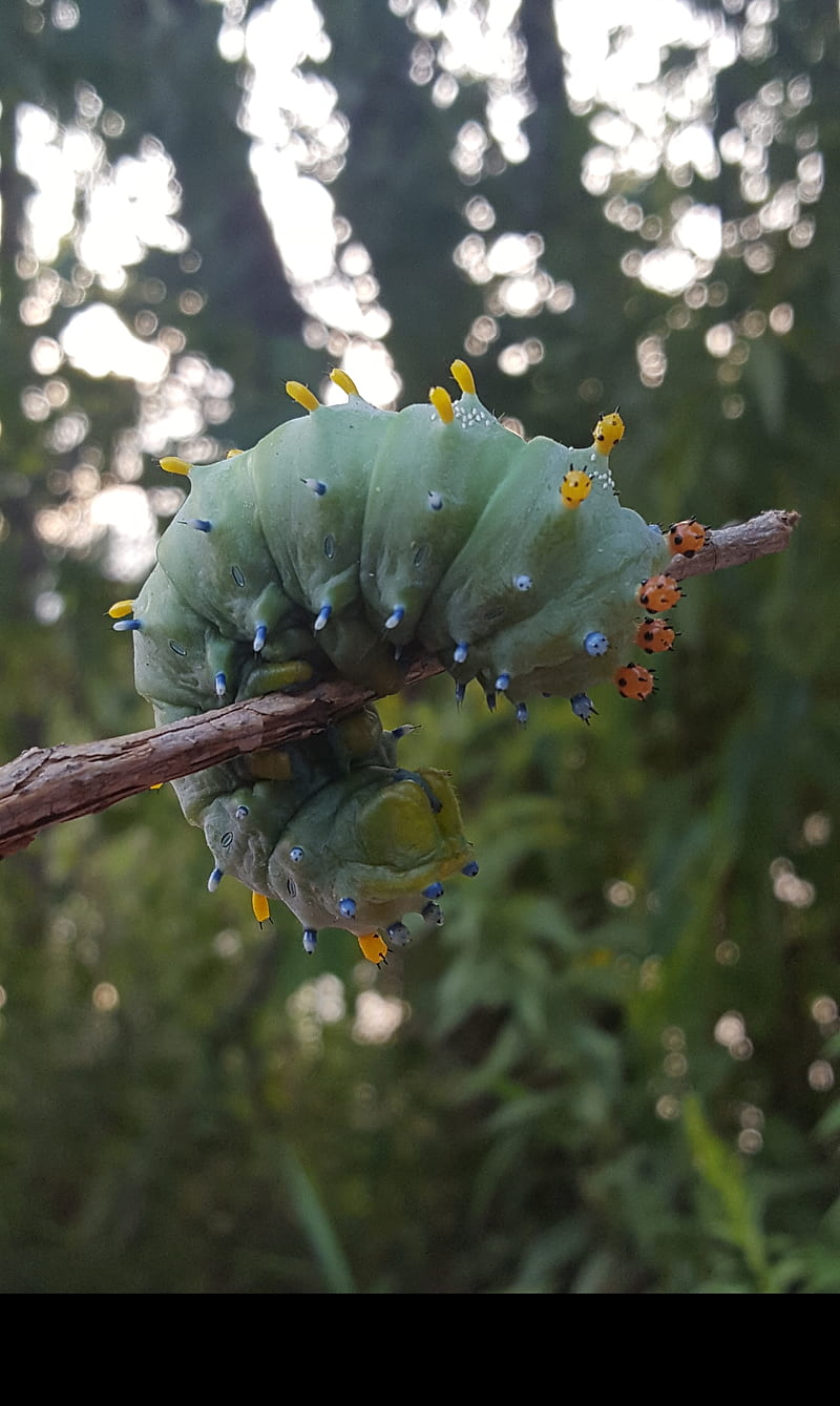 Curious Caterpillar, squishy, green, bug, nature, woods, yellow, stick, neon blue, HD phone wallpaper