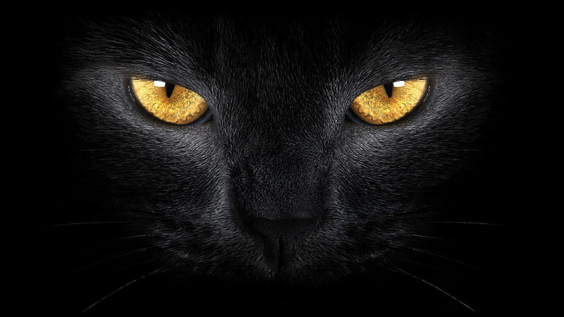 1080P free download | Cat, stare, black, cats, glare, HD wallpaper | Peakpx