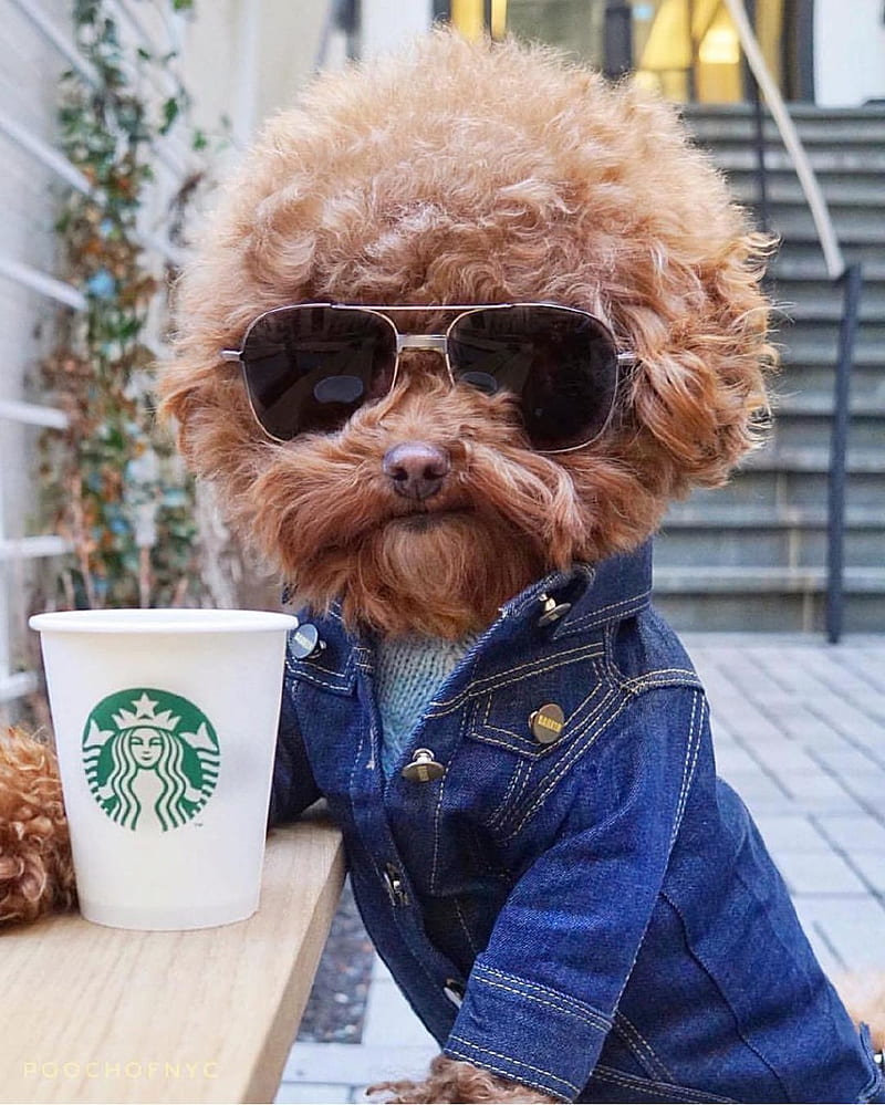 Doggy, badass, coffee, dog, glasses, starbucks, sunglasses, vibes, HD phone wallpaper