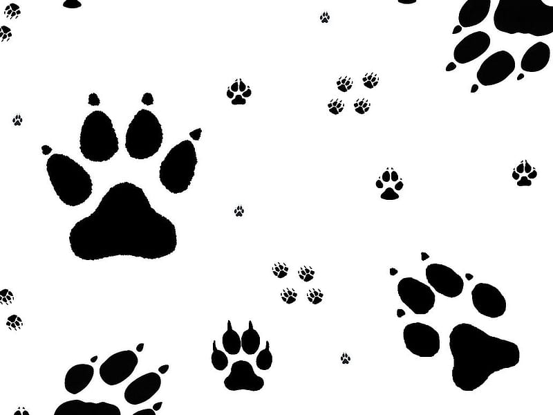 Wolf Paw Prints, abstract, puppies, paw prints, foxes, wolf pups, nature, wolves, white, animals, dogs, HD wallpaper