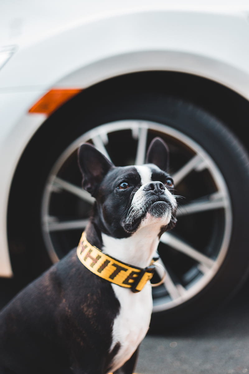 boston terrier, dog, pet, glance, HD phone wallpaper