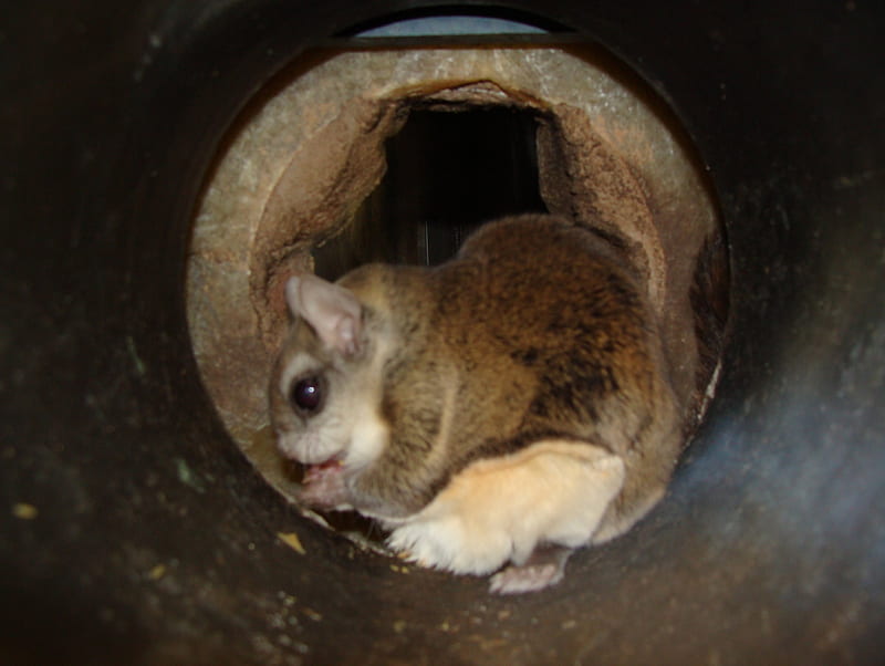 flying squirrel, burrow, hidden, narrow, eating, HD wallpaper