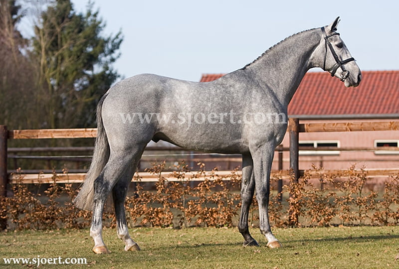 Astrello 1, stallion, gray, warmblood, dutch, pony, horses, HD wallpaper