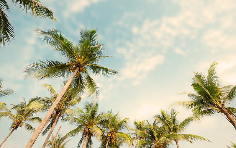 palms with coconuts, evening, sky, tropical islands, beach, summer vacation, HD wallpaper