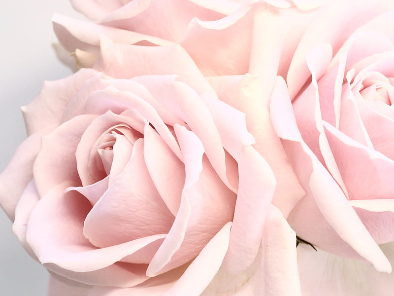 Delicate blossoming pale pink roses on white background, HD wallpaper