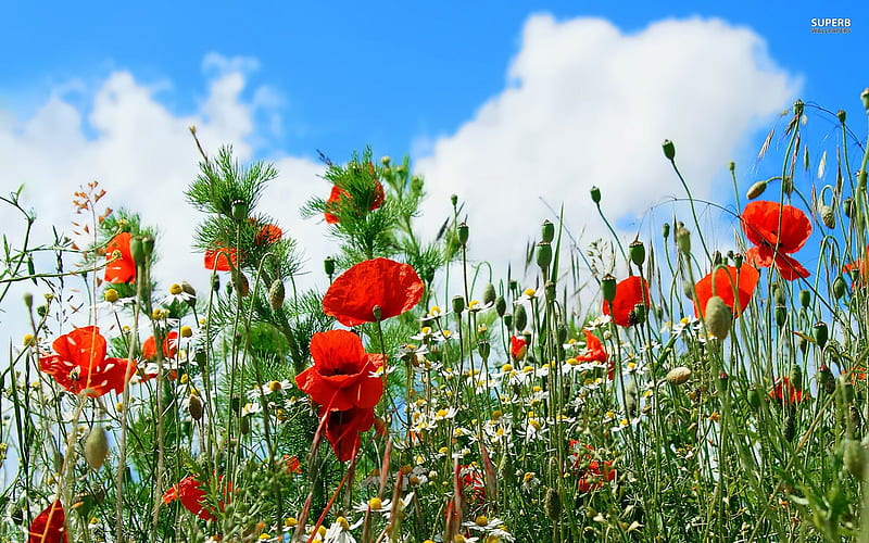 The Lovely Poppy Field, lovely, poppies, flowers, spring, buds, clouds, sky, field, HD wallpaper