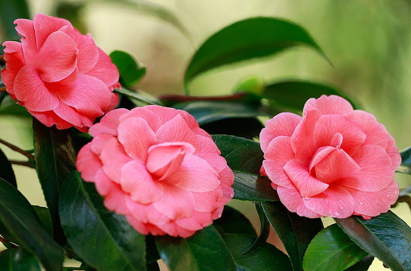 Camellias, Branches, Pink, Flowers, HD wallpaper