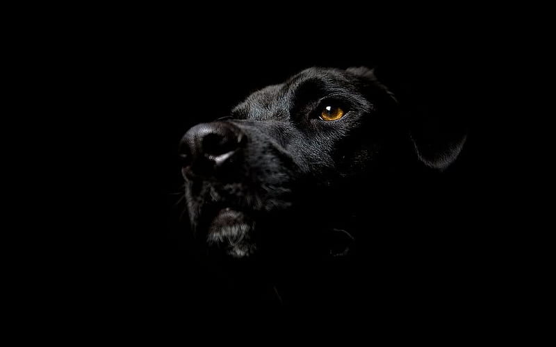 Black Lab, black, lab, dog, HD wallpaper