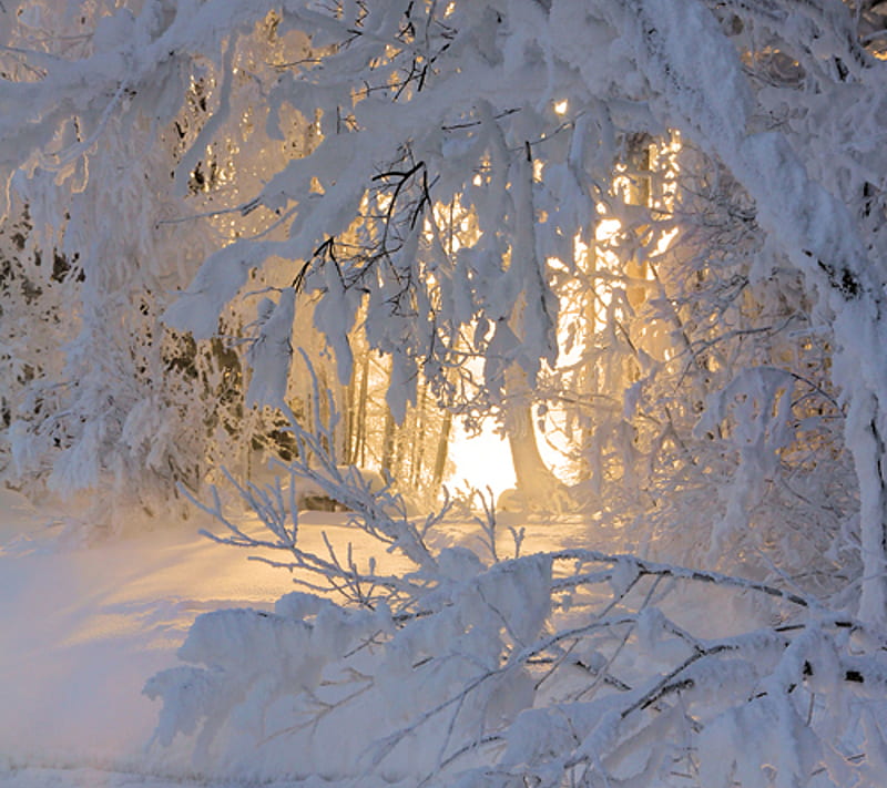 Winters Window, glow, magical, snow, sun, trees, white, winter, wonderland, HD wallpaper