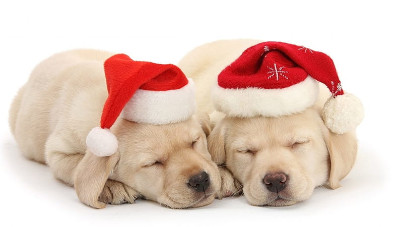 Puppies, red, sleep, craciun, christmas, caine, animal, hat, cute ...
