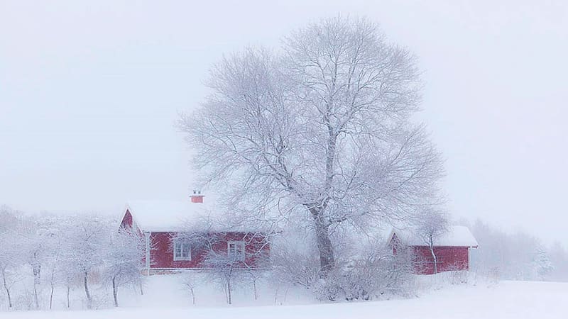 Winter Idyll, landscape, snow, tree, house, misty, HD wallpaper