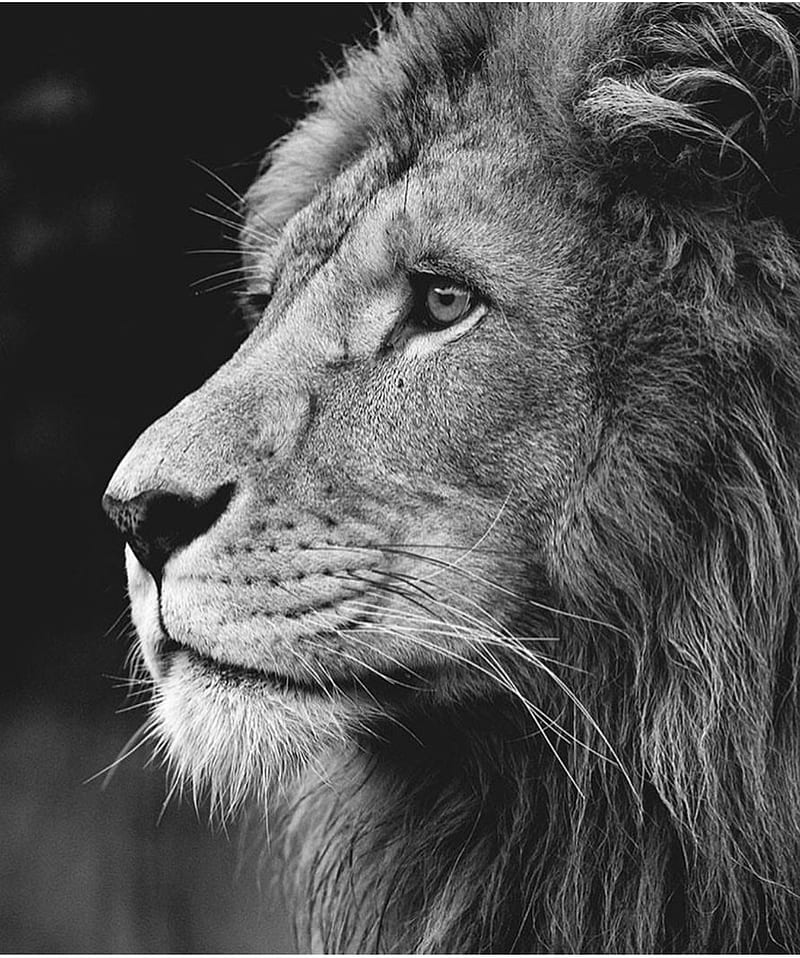 Lion, animal, forest, king, lionking, wild, HD phone wallpaper | Peakpx