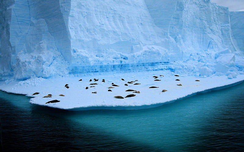 seals on ice-Animal, HD wallpaper