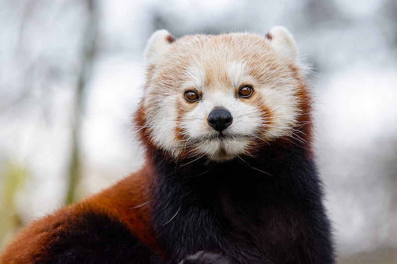 red panda, glance, brown, animal, wild, HD wallpaper