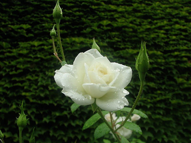 White Rose, garden, green hedge, rose buds, HD wallpaper