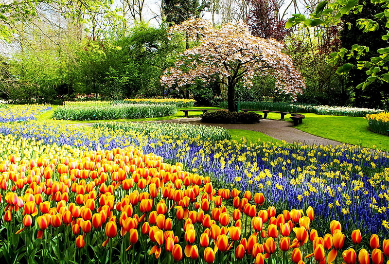 Beautiful garden, Keukenhof, flowers, park, tulips, spring, Netherland, bonito, alleys, Holland, garden, walk, HD wallpaper