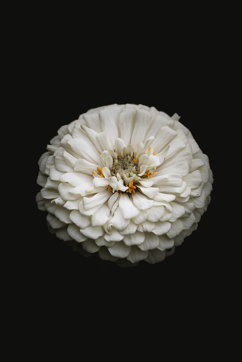 white zinnia, zinnia, flower, black, macro, HD phone wallpaper