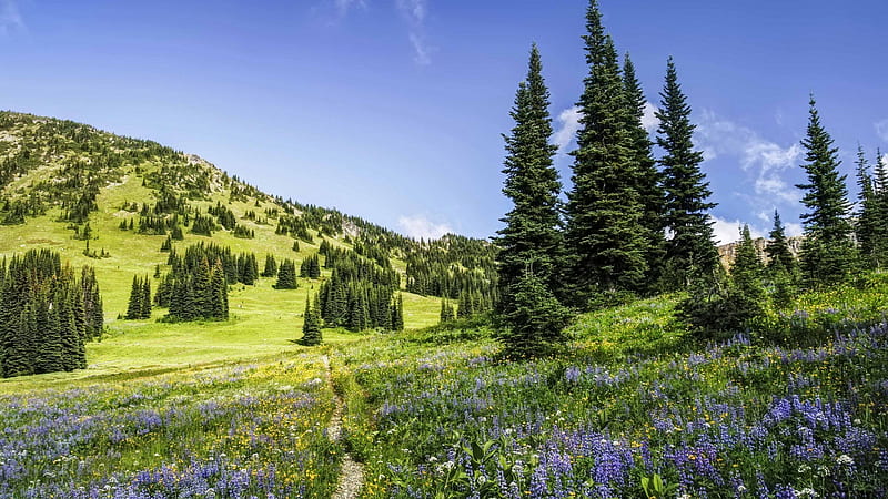 North Cascades NP, Washington, sky, hills, wildflowers, landscape, trees, usa, HD wallpaper