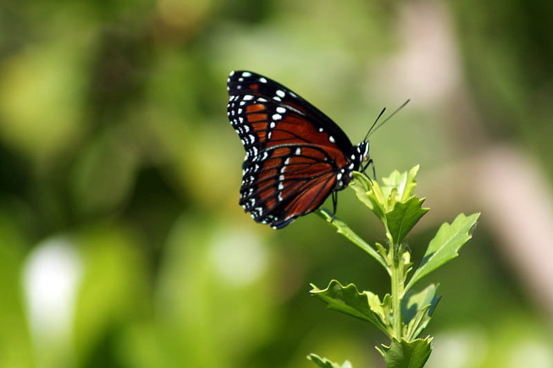Viceroy Butterfly, viceroy, butterfly, nature, bonito, butterflies, animals, HD wallpaper