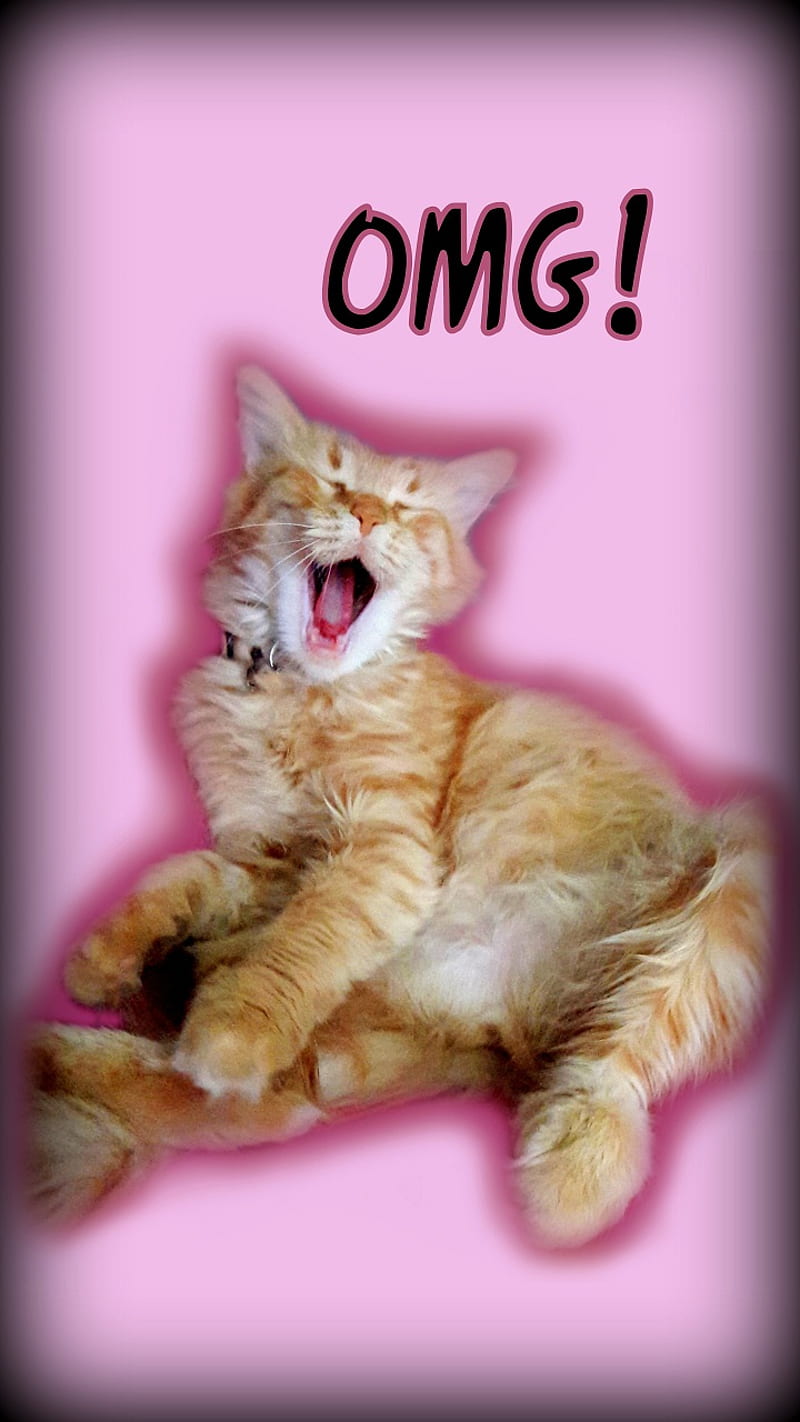 OMG Kitten lol, humor, funny, oh my god, mouth open, cat, kitty, tabby, sayings, meow, silly, HD phone wallpaper
