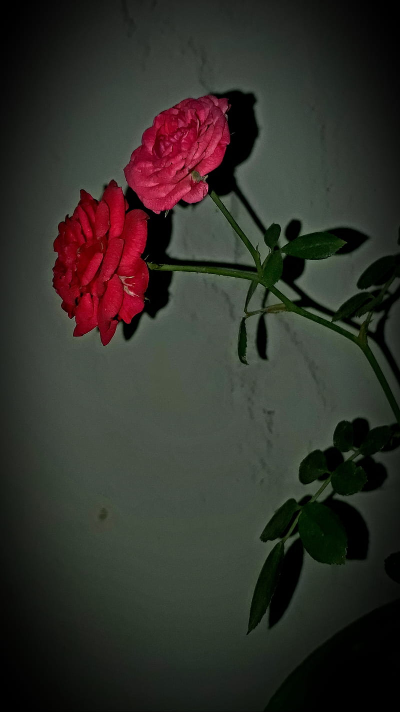 Low light Rose, rose, tulips, HD phone wallpaper