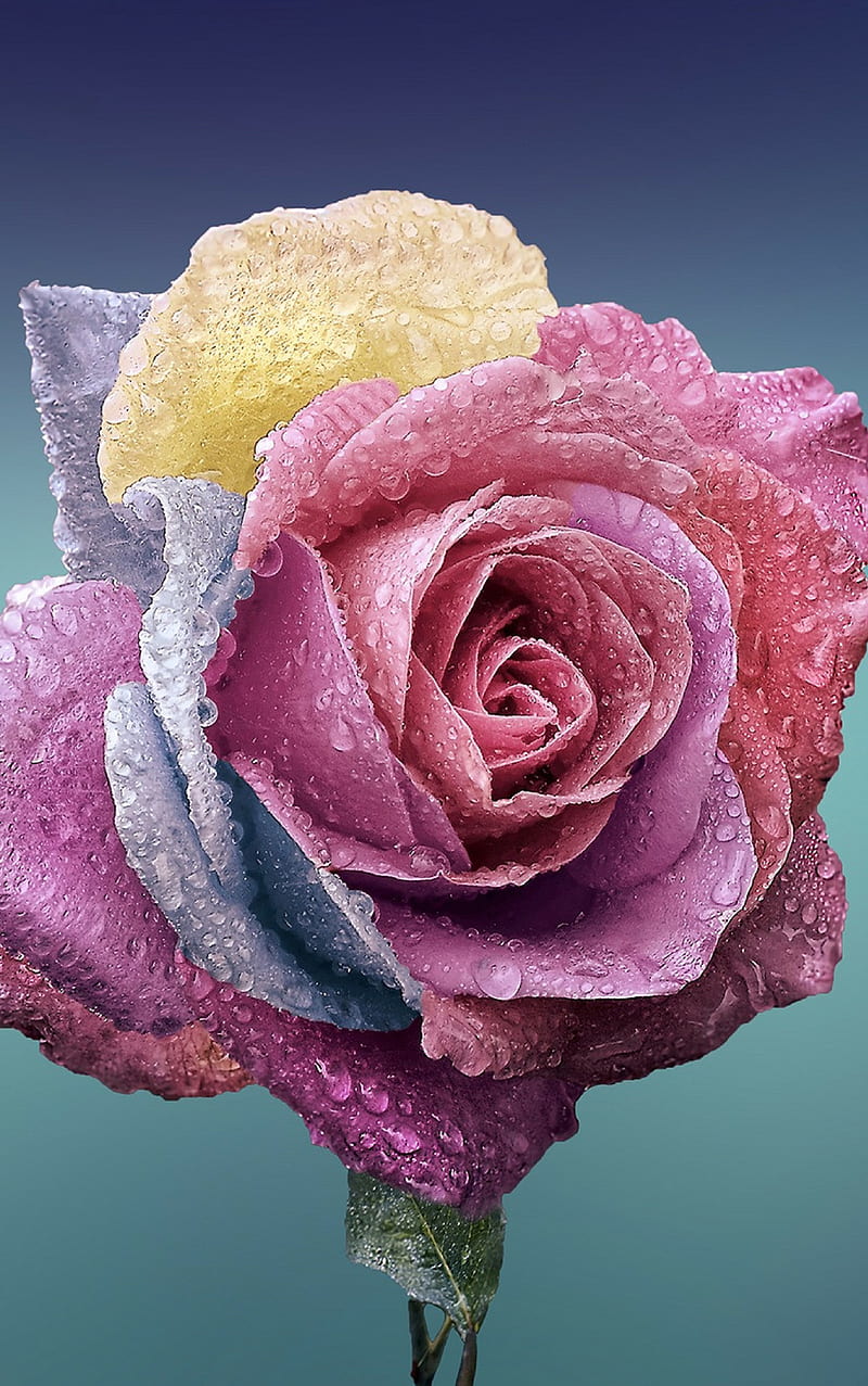 Rosas mixtas, bonito, belleza, vistoso, natural, naturaleza, bonita, arco  iris, Fondo de pantalla de teléfono HD | Peakpx