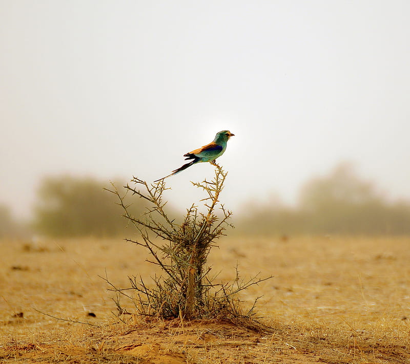 Bird in the desert, animal, HD wallpaper