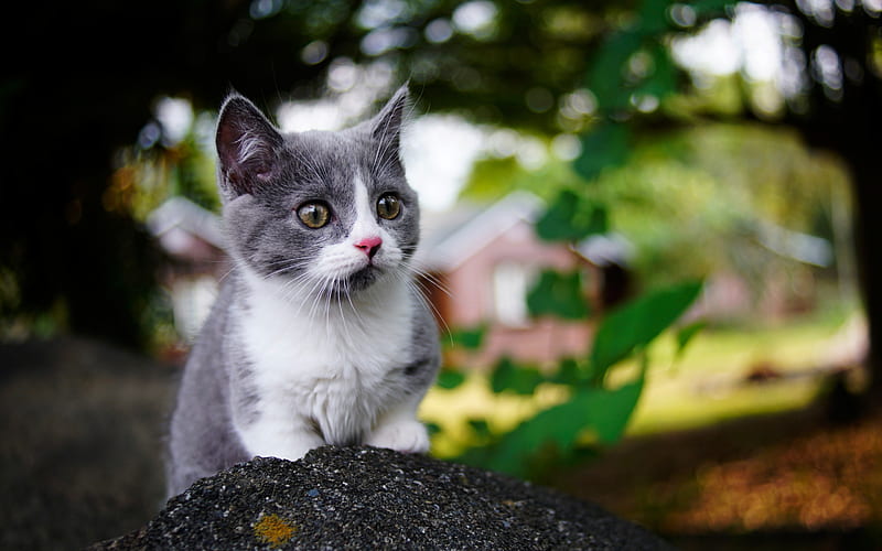 grey and white kitten with green eyes