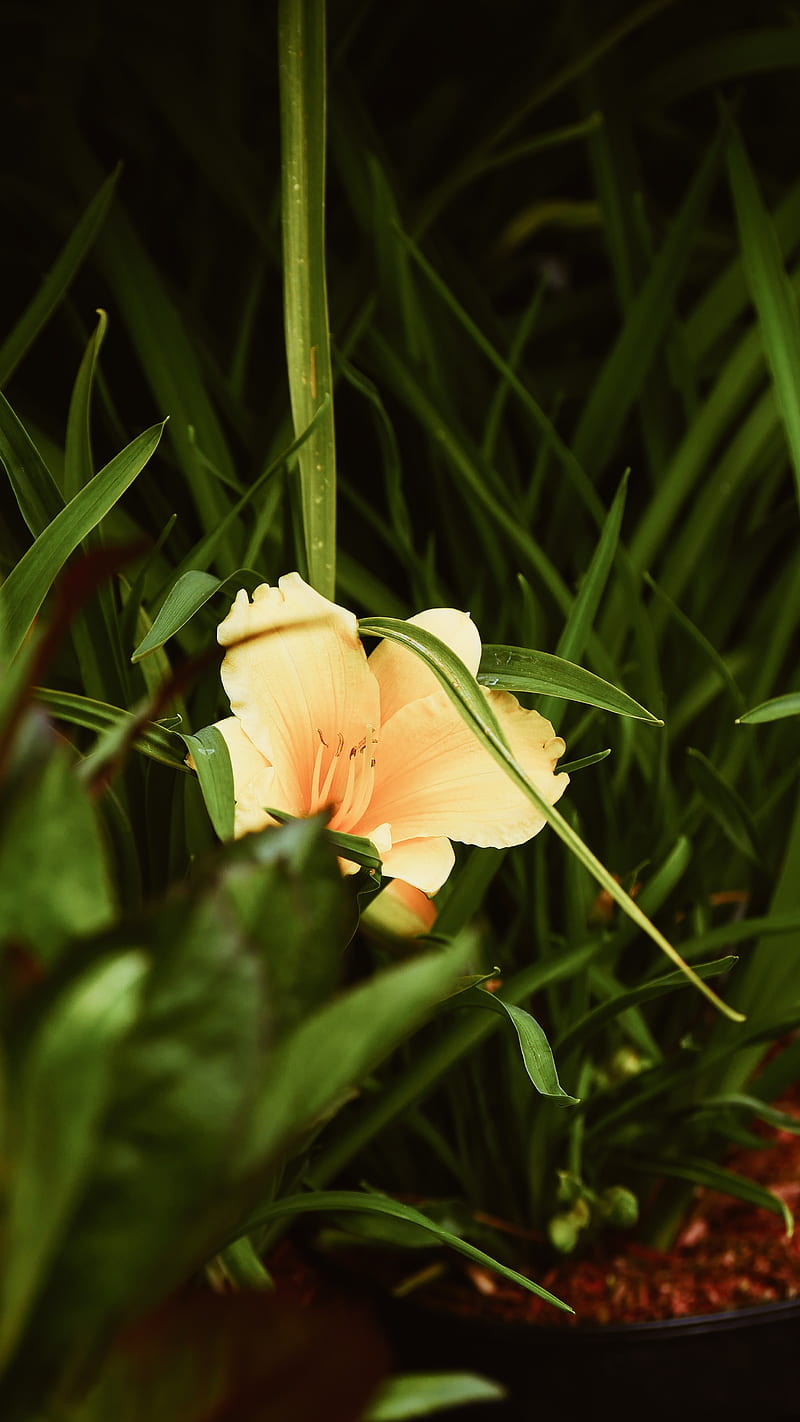 lily, flower, leaves, grass, HD phone wallpaper