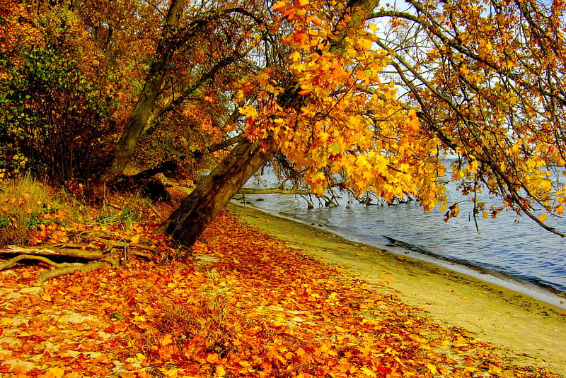 RIVERSIDE AUTUMN, River, Poland, Leaves, Autumn, Nature, HD wallpaper