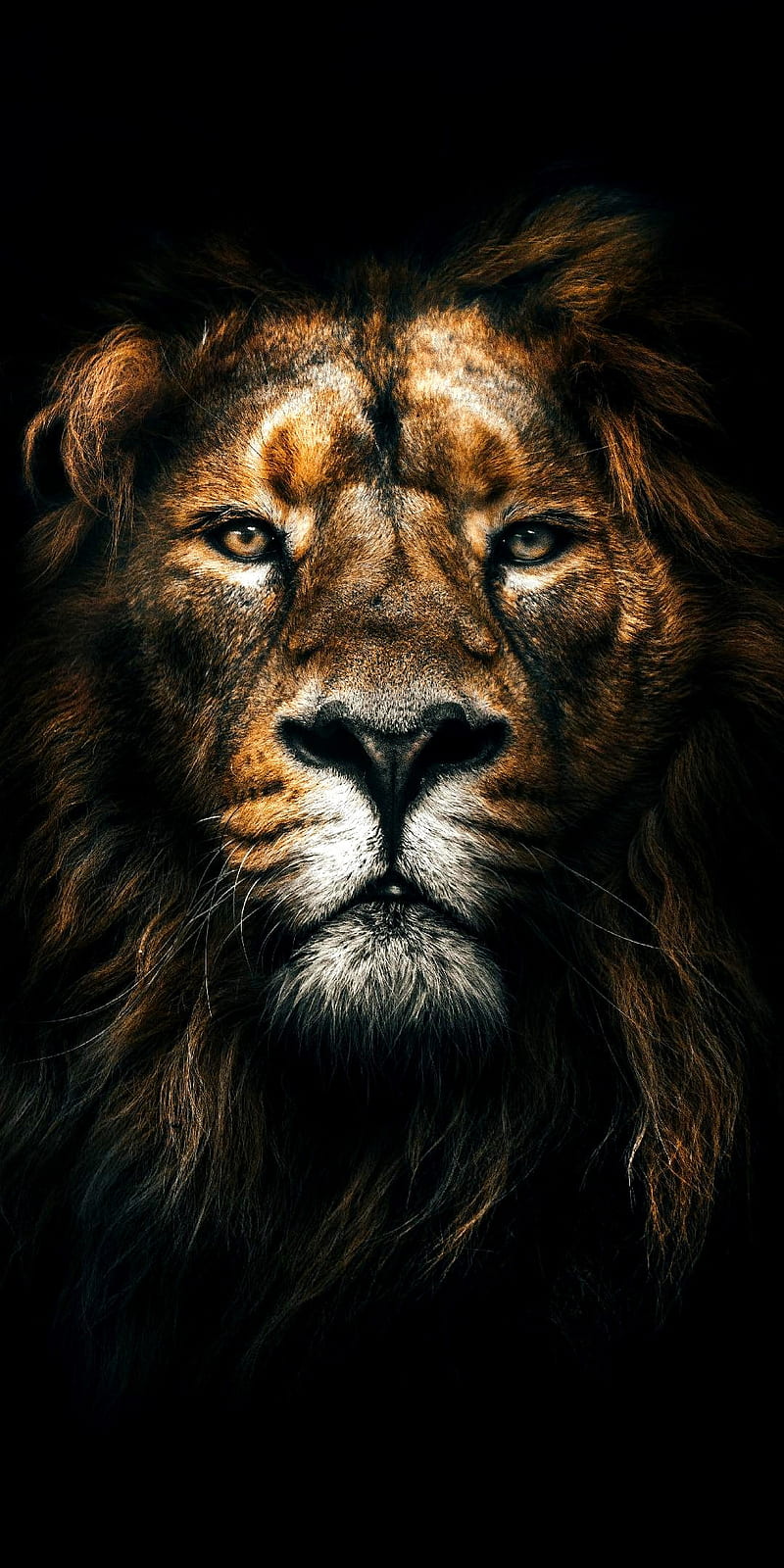 Lion, king, lions, HD phone wallpaper | Peakpx