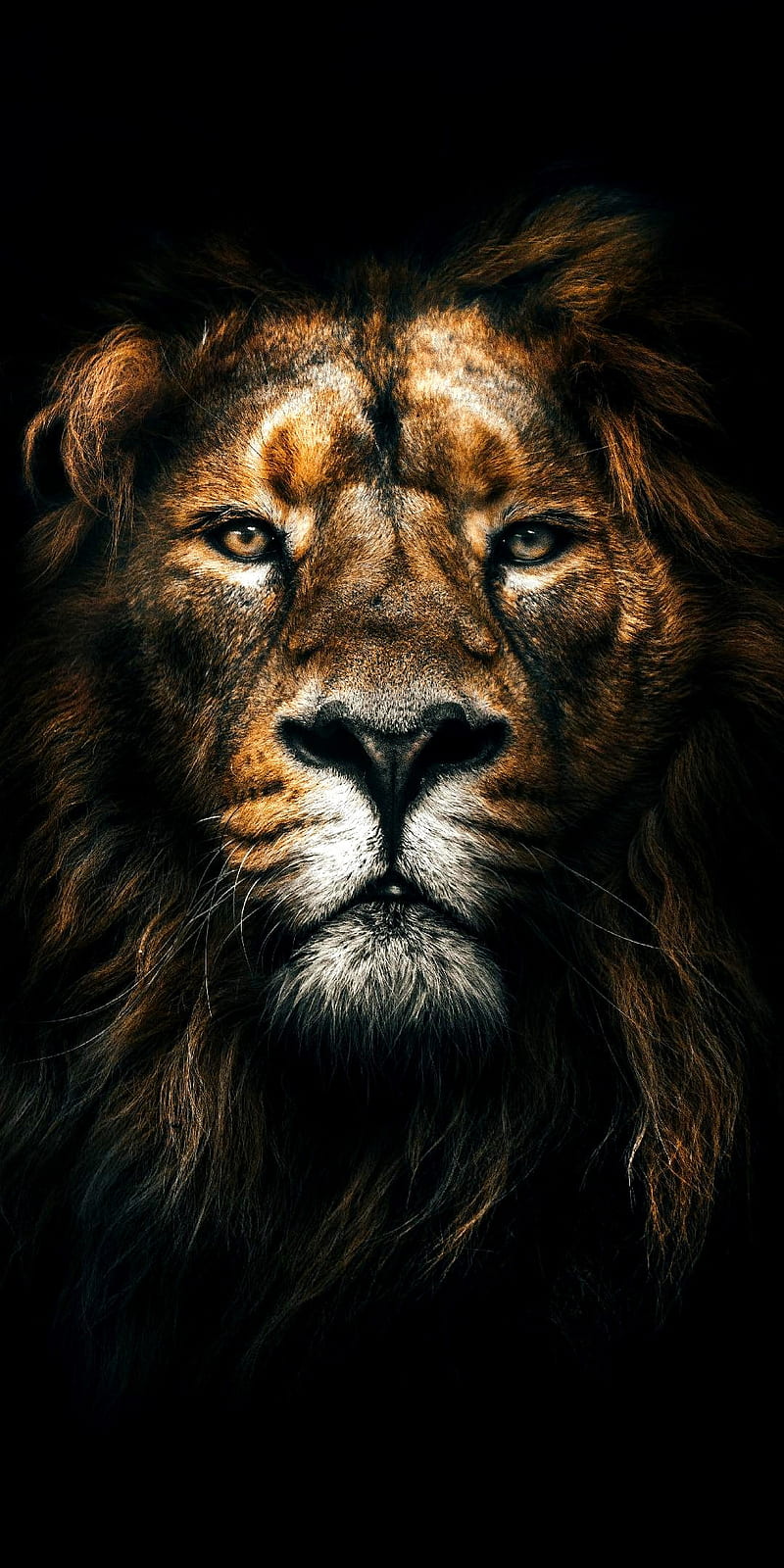 King Aslan, lion, narnia, HD phone wallpaper