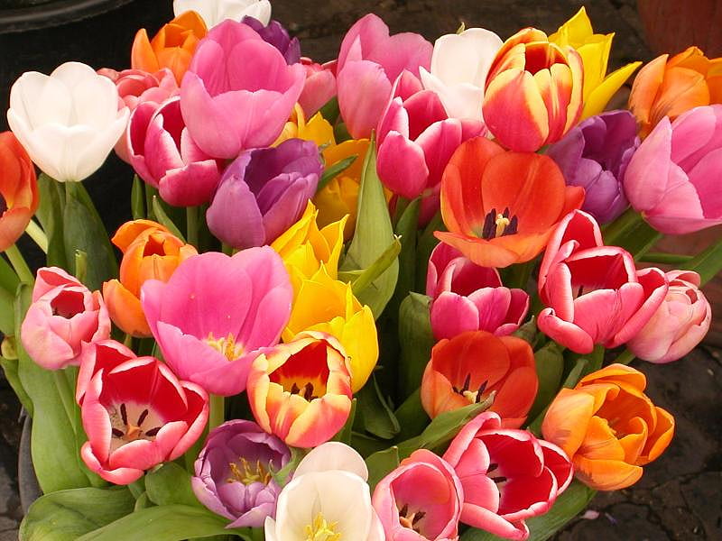 Summer delight, delight, summer, tulips, colourful, HD wallpaper | Peakpx
