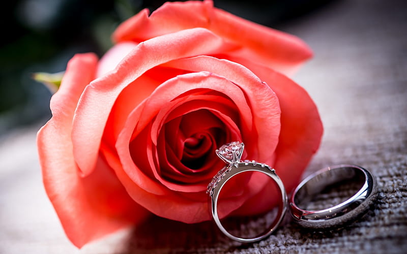 Wedding rings and rose flower-, HD wallpaper | Peakpx