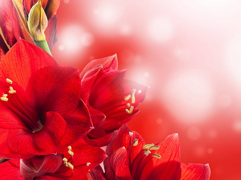 Amarilis, de cerca, rojo, amaryllis rojo, flores rojas, flores, flor roja,  flor, Fondo de pantalla HD | Peakpx