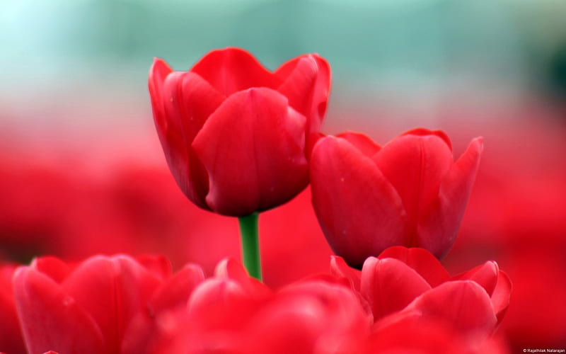 Red Easter tulips, Lily family, spring blooming perennials, 75 wild species, Herbaceous herb, HD wallpaper