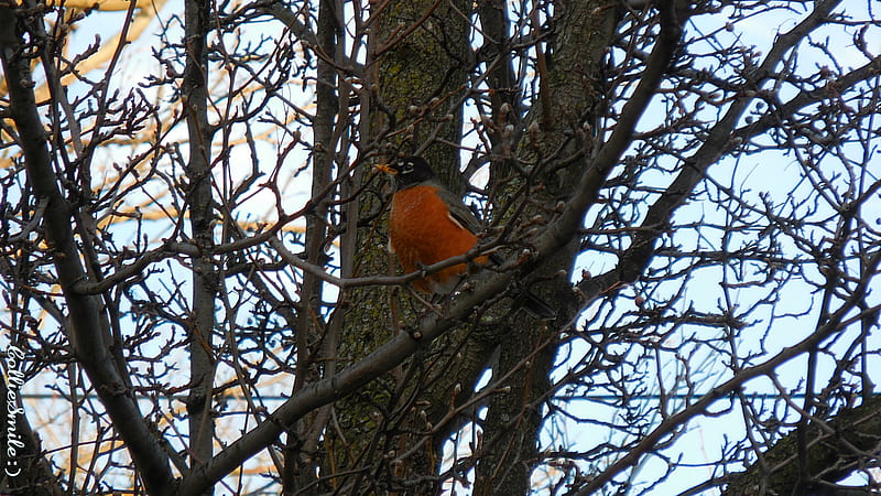 February Robin, robin, robin redbreast, tree, American robin, clouds, branches, trees, HD wallpaper
