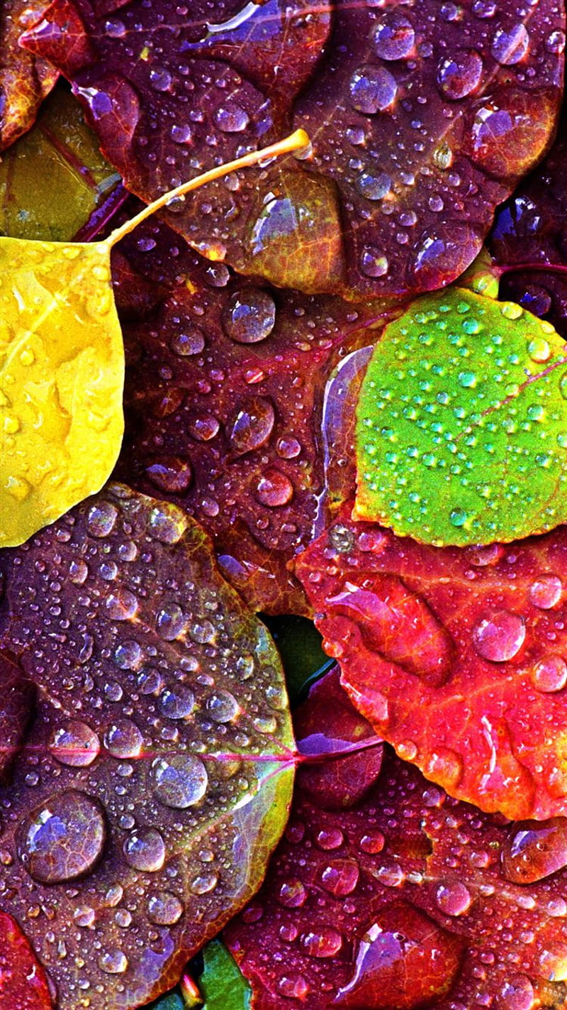 Water Dropped Leaves, autumn, drops, fall, HD phone wallpaper