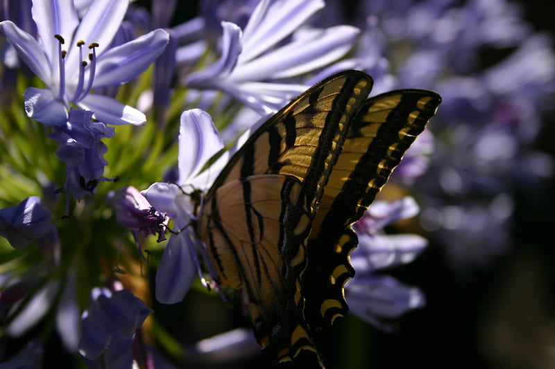 Tiger Swallowtail, flowers, spring, butterflies, purple, HD wallpaper