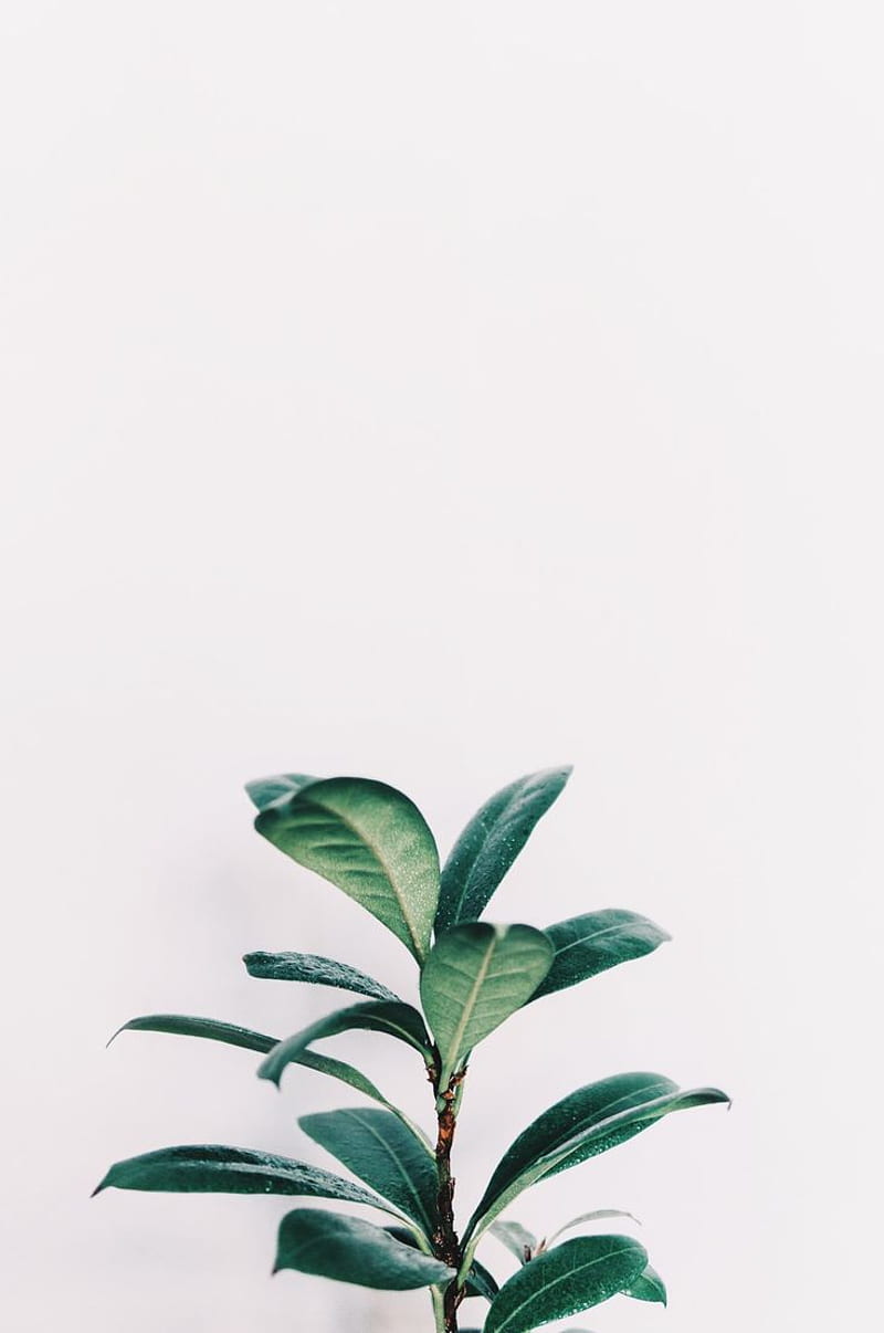 this of minimal, plant, leaves and green by Nikita Kachanovsky. iPhone plants, Plants, Plant, Simple Plant Aesthetic, HD phone wallpaper