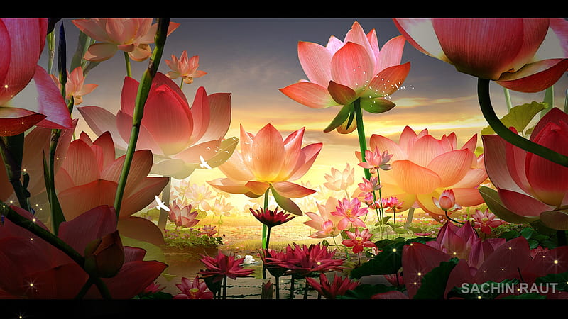 Lotus land, luminos, sachin raut, flower, pink, superb, gorgeous, frumusete, lotus, yellow, fantasy, HD wallpaper