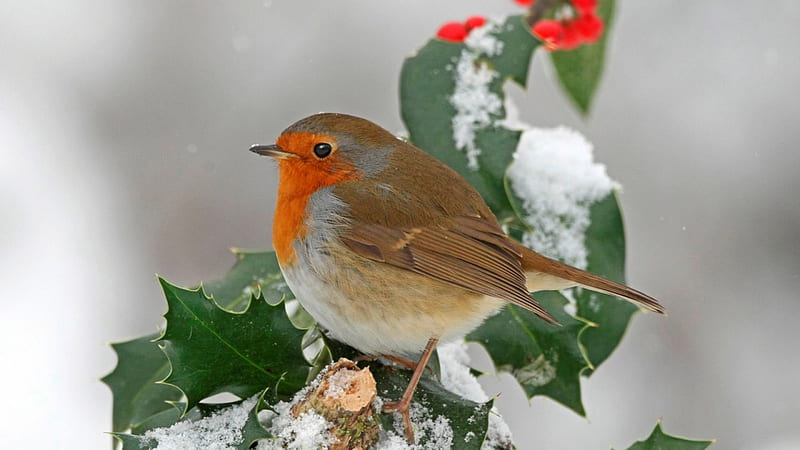 European Robin on Holly, Europe, bird, robin, snow, holly, winter, HD wallpaper
