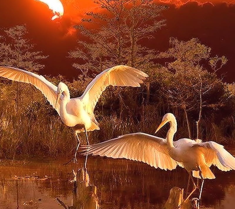 Florida Everglades, Everglades, Nature, Florida, Birds, HD wallpaper
